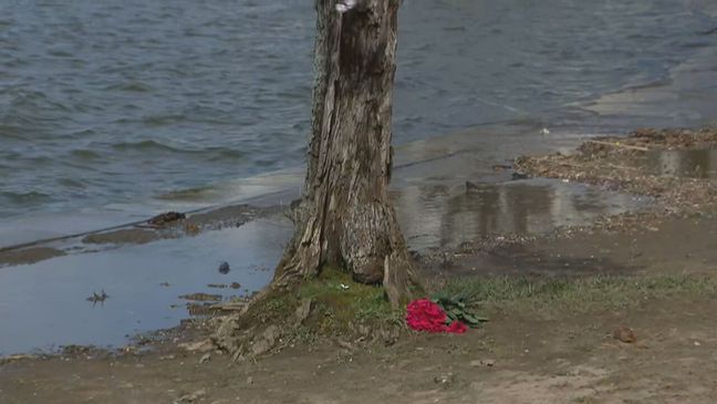 A Monday, March 18, 2024, photo of flowers left at the base of Stumpy the cherry tree. (7News)