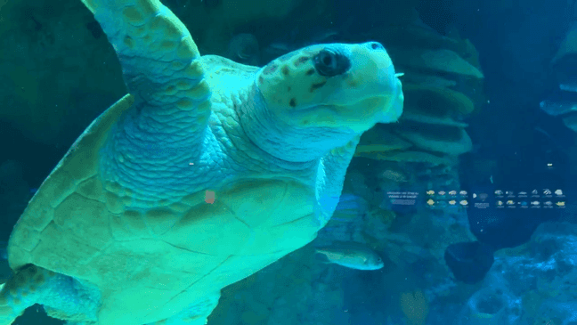 Celebrating shelled swimmers: World Sea Turtle Day dives into deep appreciation (Photo: Jessica A. Botelho/The National Desk)