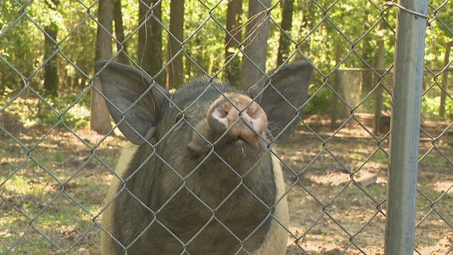 Arkansas residents say hog named 'Piggy Pig' is damaging neighborhood property (KATV)