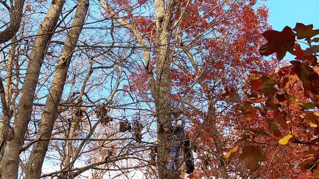 November 2023 - Retired Air Force colonel Spencer Cocanour offers free help through Asheville Tree-Top Cat Rescue, rescuing cats from trees. He went from working special operations and personal recovery with planes and pilots to personal recovery of cats. (Photo credit: WLOS Staff)