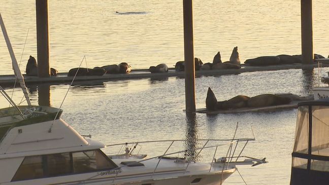 Hayden Island Sea Lions - KATU photo