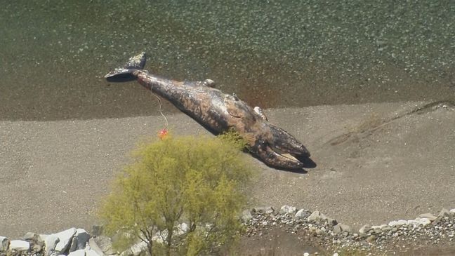 According to the Washington Department of Fish and Wildlife, a 12.5-meter (41-foot) adult male gray whale was found on the shore on Fox Island in Pierce County, about 5 miles from Gig Harbor, on April 1. (KOMO News)