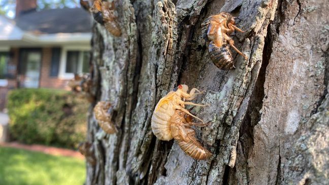 The Cicada Invasion. Photo by Jay Korff/7News 