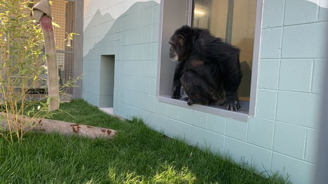 'The Lucky Six' chimpanzees settling into their new surroundings (Courtesy: Chimpanzee Sanctuary Northwest)