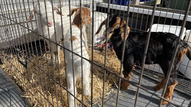 Goats return to Goat Island in Murrells Inlet, including three babies with their mothers. (WPDE/Amanda Kinseth)