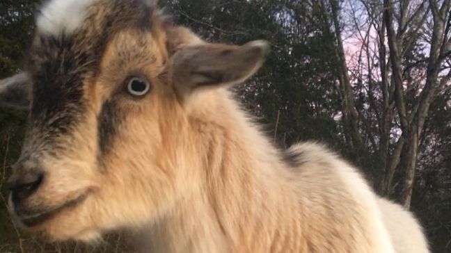 Alabama deputy finds goat eating paperwork in patrol car (Photo: Madison County Sheriff's Office)