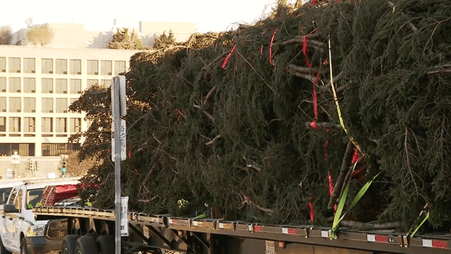 The U.S. Capitol Christmas Tree arrives in Washington, D.C. Friday, Nov. 18, 2022. (7News)