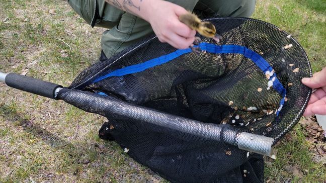 Animal Service Officers hoist two ducklings out from storm drain on May 19, 2023. (Photo: Ogden Police Department)