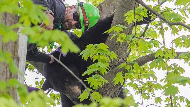 Traverse City Light and Power apprentice James Johnson attempts to use a rope to lower a tranquilized black bear from a tree outside of a home on Sunday, May 14, 2023 morning in Traverse City, Mich. (Jan-Michael Stump/Traverse City Record-Eagle via AP)