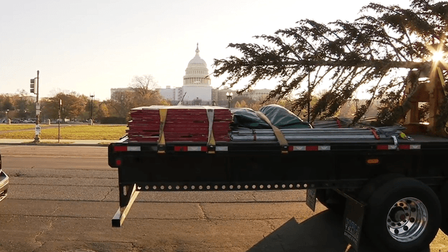 The U.S. Capitol Christmas Tree arrives in Washington, D.C. Friday, Nov. 18, 2022. (7News)