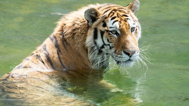 Amur tiger Metis wades in the shallow end of the Great Cats' moat to cool off.{&nbsp;}(Smithsonian’s National Zoo & Conservation Biology Institute)