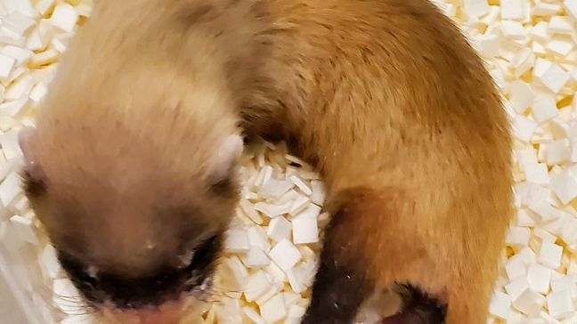 {p}Elizabeth Ann, the first cloned black-footed ferret and first-ever cloned U.S. endangered species, at 26-days old.{/p}{p}Credit: USFWS National Black-footed Ferret Conservation Center{/p}