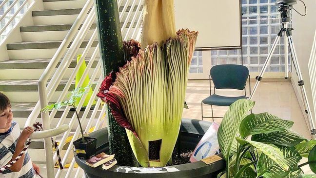 Visitors to Washington State University, Vancouver, watch Titan VanCoug, a corpse flower, in full bloow Friday, June 30, 2023. (KATU/Mike Warner)