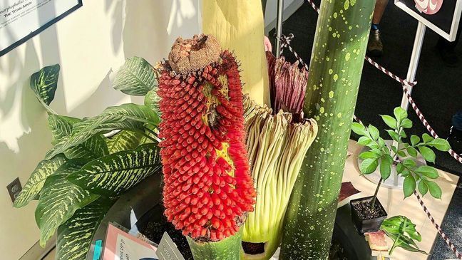 Visitors to Washington State University, Vancouver, watch Titan VanCoug, a corpse flower, in full bloow Friday, June 30, 2023. (KATU/Mike Warner)