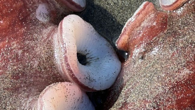 Giant Pacific octopus washes up on California beach (Photo: Karina Junge)