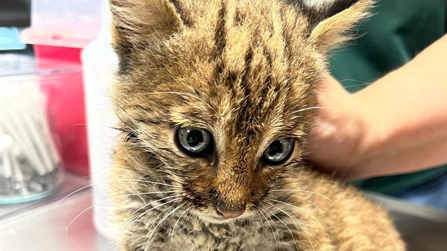 Baby bobcat brought to True Rescue in Mt. Juliet, Tennessee Friday. (Photo: WZTV via True Rescue)