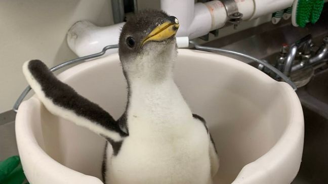 The Tennessee Aquarium's Gentoo Penguin chick weighs more than two kilograms at just 28 days old.{&nbsp;}(Tennessee Aquarium photo)