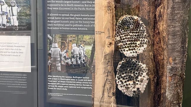 The very first murder hornet nest located in the United States, which originated in Washington State, now resides at the Natural History Museum in Washington, D.C. (Photo: Kevin Kuzminski, 7News)