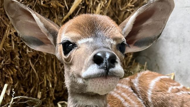 (Cincinnati Zoo)