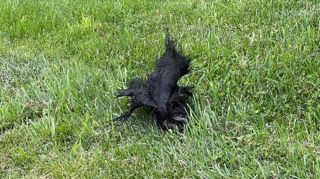 June 3, 2024 - Mike Wooten, of Franklin, NC, reached out to News 13 after hearing about a previous report showcasing some possible space debris at a Canton home. He says around May 21, a black object came down on his house, with what appears to be carbon fiber weaving and burnt titanium on it. (Photo credit: WLOS Staff)