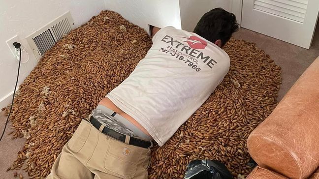 Woodpecker stashes more than 700 pounds of acorns in house, pest control company says (Photo: Nick's Extreme Pest Control){&nbsp;}