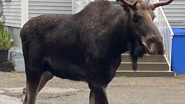 A daycare in Maine had quite the experience when a bull moose stopped by for a visit. (Photo: Summit Learning Center via WGME)