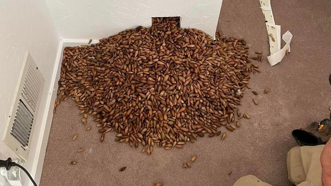 Woodpecker stashes more than 700 pounds of acorns in house, pest control company says (Photo: Nick's Extreme Pest Control) 