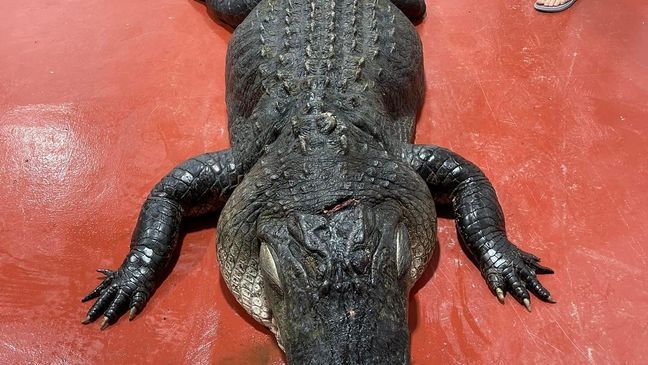 Second 13-foot alligator weighing over 800 pounds caught at Lake Marion (Photo: 301 Deer & Wild Hog Processing and Taxidermy)