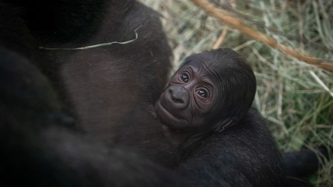 Columbus Zoo's 'male' gorilla turns out to be a mom (Photo: Amanda Carberry, Columbus Zoo and Aquarium)