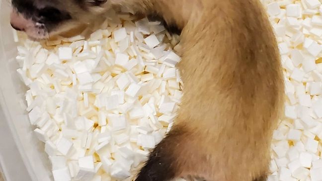 {p}Elizabeth Ann, the first cloned black-footed ferret and first-ever cloned U.S. endangered species, at 26-days old.{/p}{p}Credit: USFWS National Black-footed Ferret Conservation Center{/p}