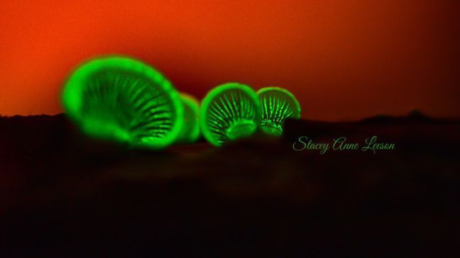 Bioluminescent mushrooms pop up in Middleville, Michigan in October 2021. (WWMT/Courtesy Stacey Anne Leeson)