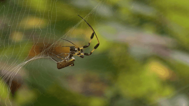 Banana Spider (Credit: Josh Davis/WPDE)