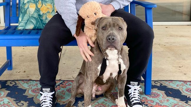 Bruno the dog with one ear happily left for his forever home, Feb. 6, 2023. (SPCA of Wake County)  