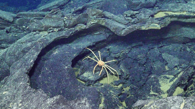 A deep-sea spider crab explores a collapsed lava pit at the summit of Axial Seamount. (University of Washington)