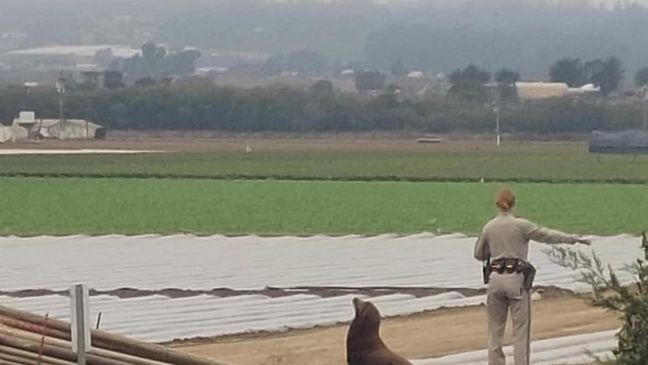 A sea lion was rescued off of Highway 1 on Saturday (Photo: CHP Santa Cruz) p  /p