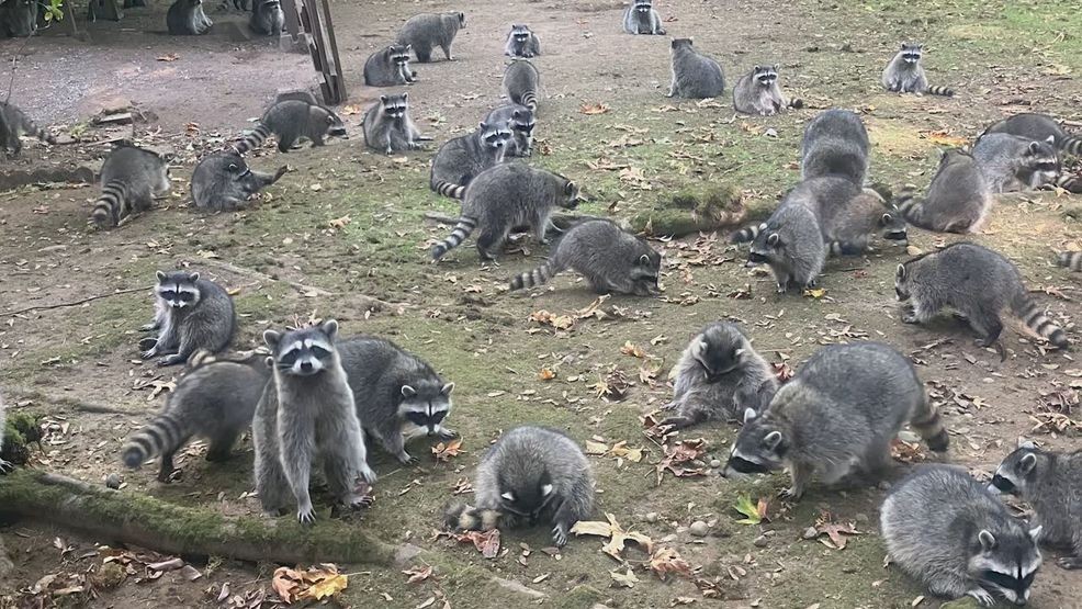 An image of a litany of raccoons that recently invaded a Poulsbo woman's home on October 3, 2024. (Courtesy: Kitsap County Sheriff's Office)