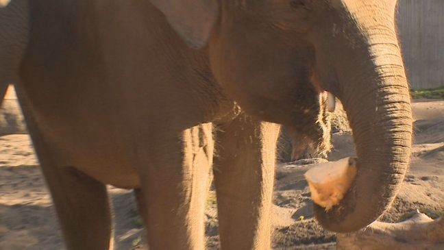 Oregon Zoo welcomes 'Howloween' with Squishing of the Squash, elephantine fun (KATU)