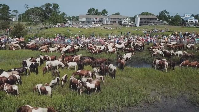 It's a wild question, we know. However, a Washington Post op-ed suggests that Americans consuming horses could help de-populate wild horses in the West. (WBOC via CNN Newsource){p}{/p}