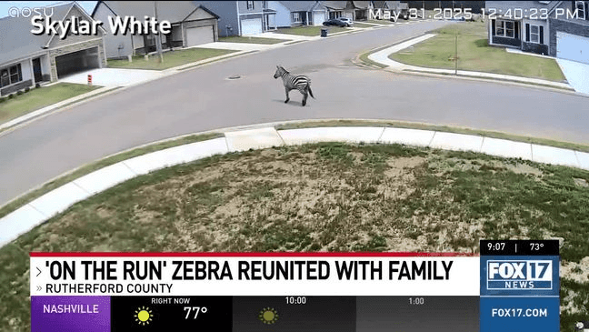 "Ed" the zebra is captured on drone video during his capture after a week-long excursion.