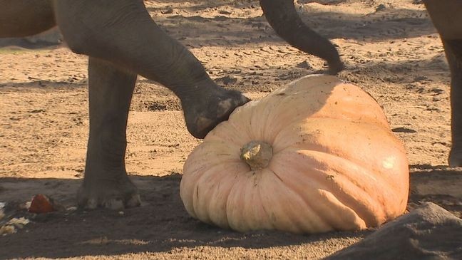 Oregon Zoo welcomes 'Howloween' with Squishing of the Squash, elephantine fun (KATU)