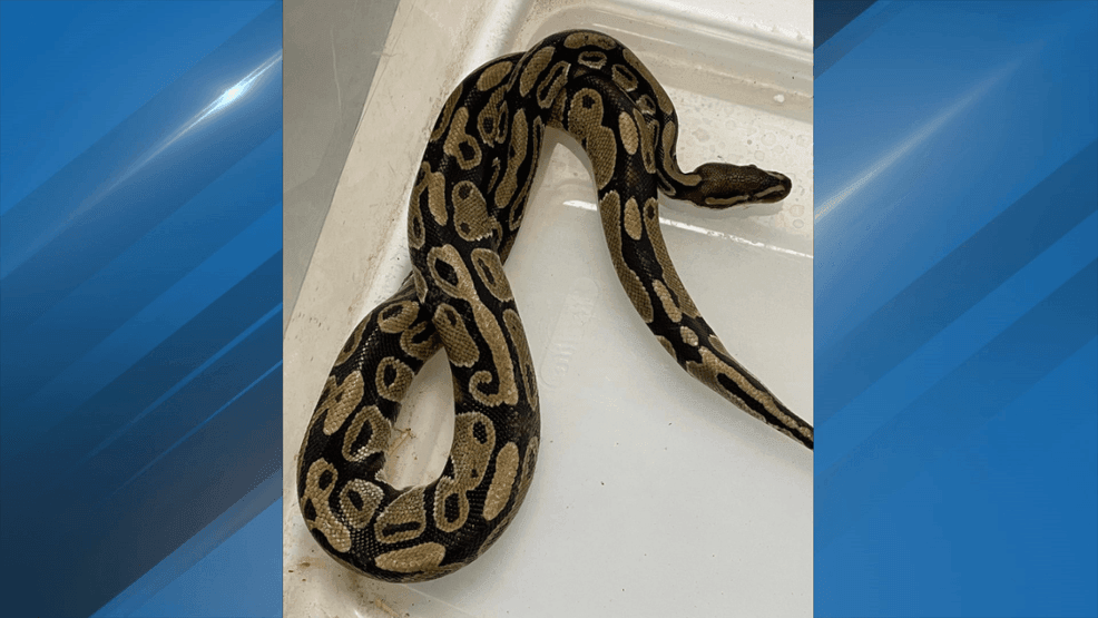 Image for story: 'I saw a tail that definitely didn't look like my cat's': Keokuk woman finds python 