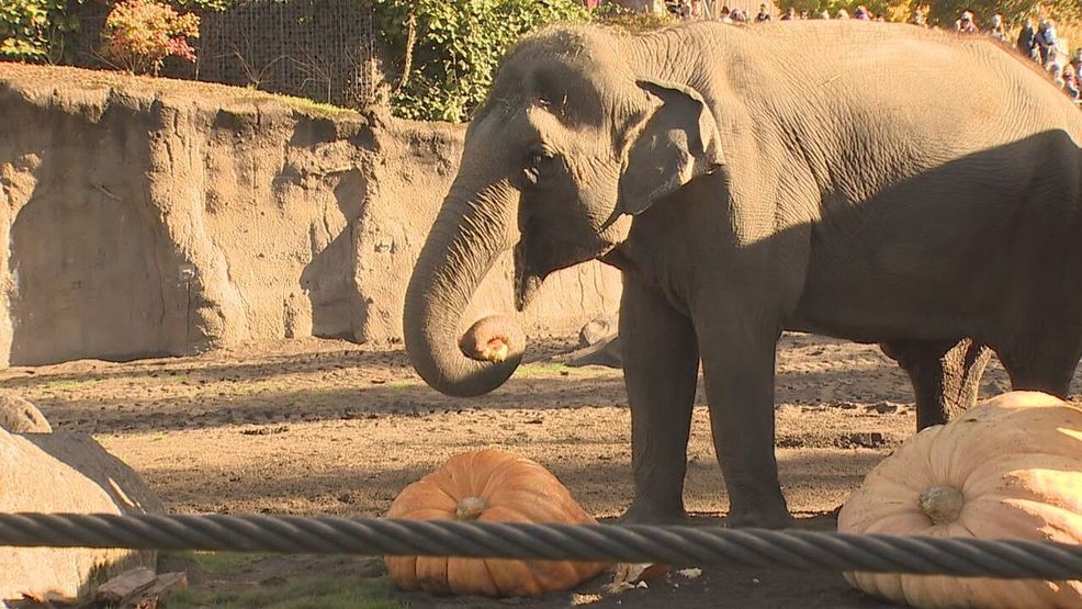 Image for story: Oregon Zoo welcomes 'Howloween' with Squishing of the Squash, elephantine fun 