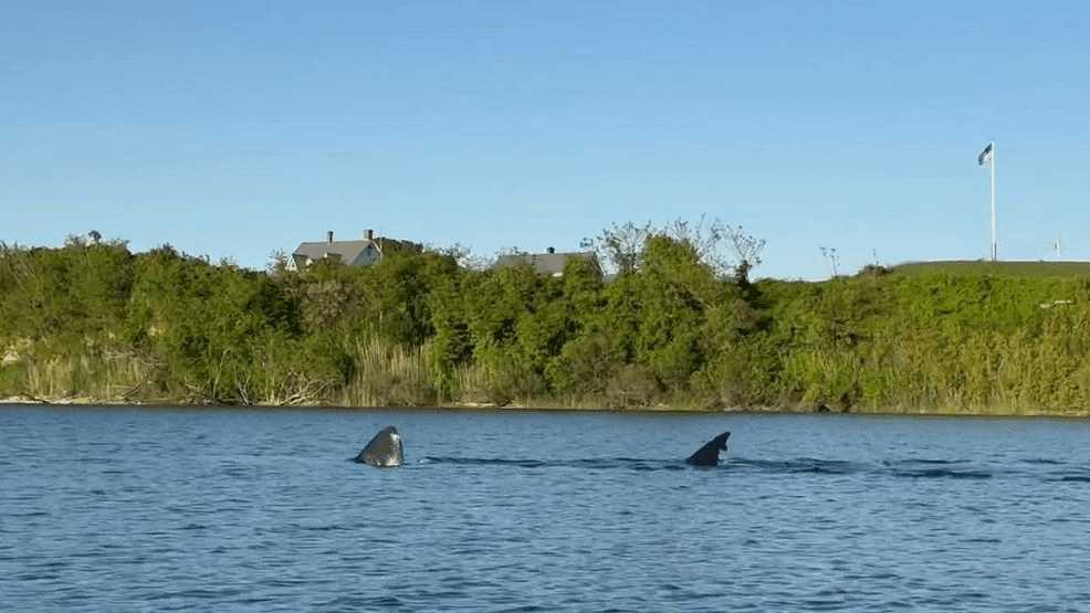 Image for story: Experts identify shark spotted near Block Island 