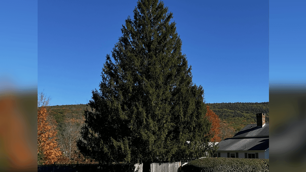 The 2024 Rockefeller Christmas Tree is an 11-ton Norway Spruce. It's 74-feet tall and 43-feet wide, and comes from West Stockbridge, Massachusetts. (Photo by Rockefeller Center)