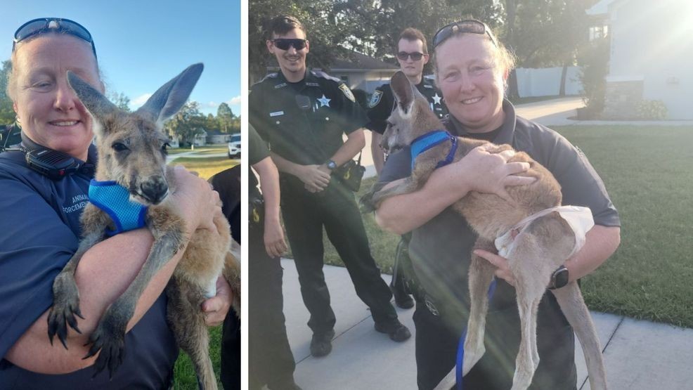 Image for story: Kangaroo in a diaper leads deputies on a hop-pursuit in Florida