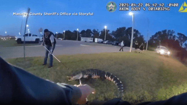 The alligator was removed from campus by law enforcement after wandering near Parrish Community High. (MCSO)