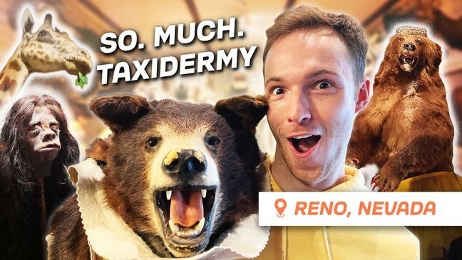 Hunter takes a place on the wild side in Reno.(AmazingAmerica){p}{/p}