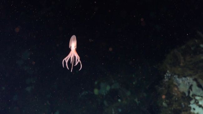 A new octopus hatchling swims away from its egg near a small outcrop of rock unofficially called El Dorado Hill. One of the new octopuses is a new species of Muusoctopus and will be named Dorado Octopus after the initial location of its discovery. (Credit: Schmidt Ocean Institute)