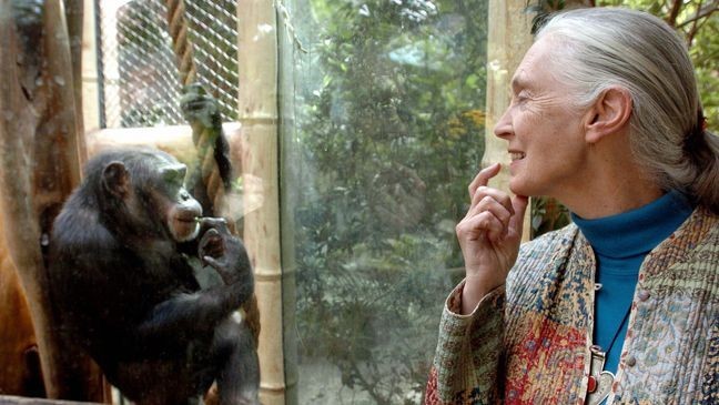MAGDEBURG, Germany:  Jane Goodall, the world's foremost authority on chimpanzees, communicates with chimpanzee Nana, 06 June 2004 at the zoo of Magdeburg (eastern Germany). The British primatologist began her pioneering study of chimpanzees more than 40 years ago in Tanzania. AFP PHOTO DDP/JENS SCHLUETER       GERMANY OUT  (Photo credit should read JENS SCHLUETER/DDP/AFP via Getty Images)