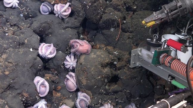 Brooding mother octopuses often curl themselves up with tentacles and suckers facing out. Researchers believe this to be a defensive position, warning predators off. When a female octopus broods (which can be a timespan of multiple years), she does not eat and dies around the same time her eggs hatch. This group was observed near a small outcrop of rock unofficially called El Dorado Hill of the coast of Costa Rica. The dorado octopus is one of the newly identified octopus species found during the expedition. (Credit: Schmidt Ocean Institute){&nbsp;}